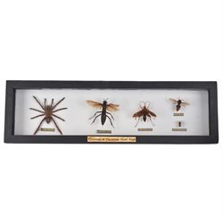 Entomology: Single glazed display of insects, circa 20th century, single glazed display containing five various specimens, comprising South American Tarantula, two specimens of Tarantula Hawk Wasp, Asian Hornet and Common Wood Wasp, pinned upon foam backing, enclosed within a glazed ebonised display case, H74cm, L24cm