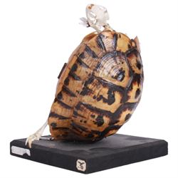 Taxidermy: Leopard Tortoise (Stigmochelys pardalis), the shell mounted upon an ebonised wooden base, with hinged mechanise opening to relieve a skeleton, H17cm  