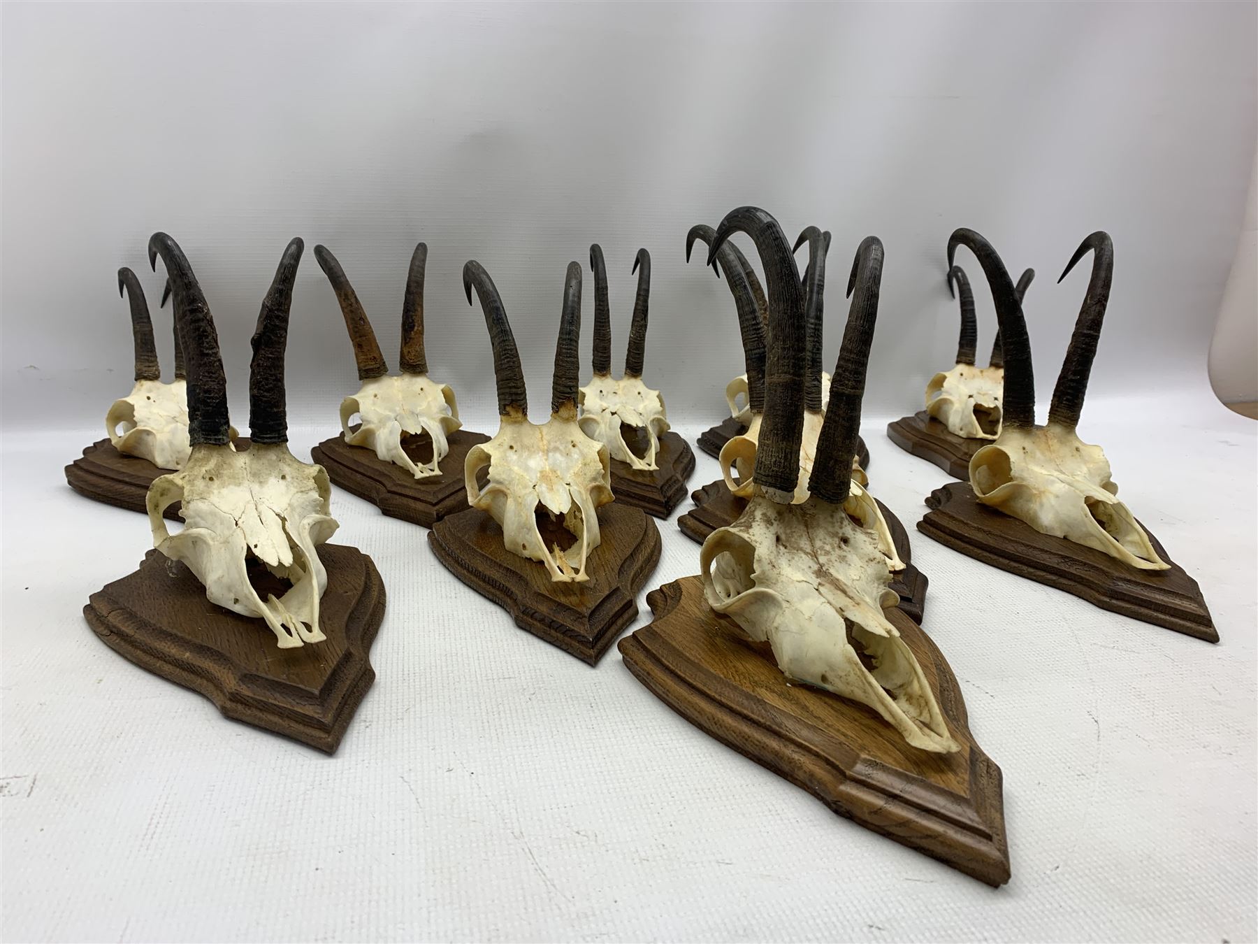 Antlers / Horns: Collection of Alpine Chamois horns on upper skulls mounted on shields (10)