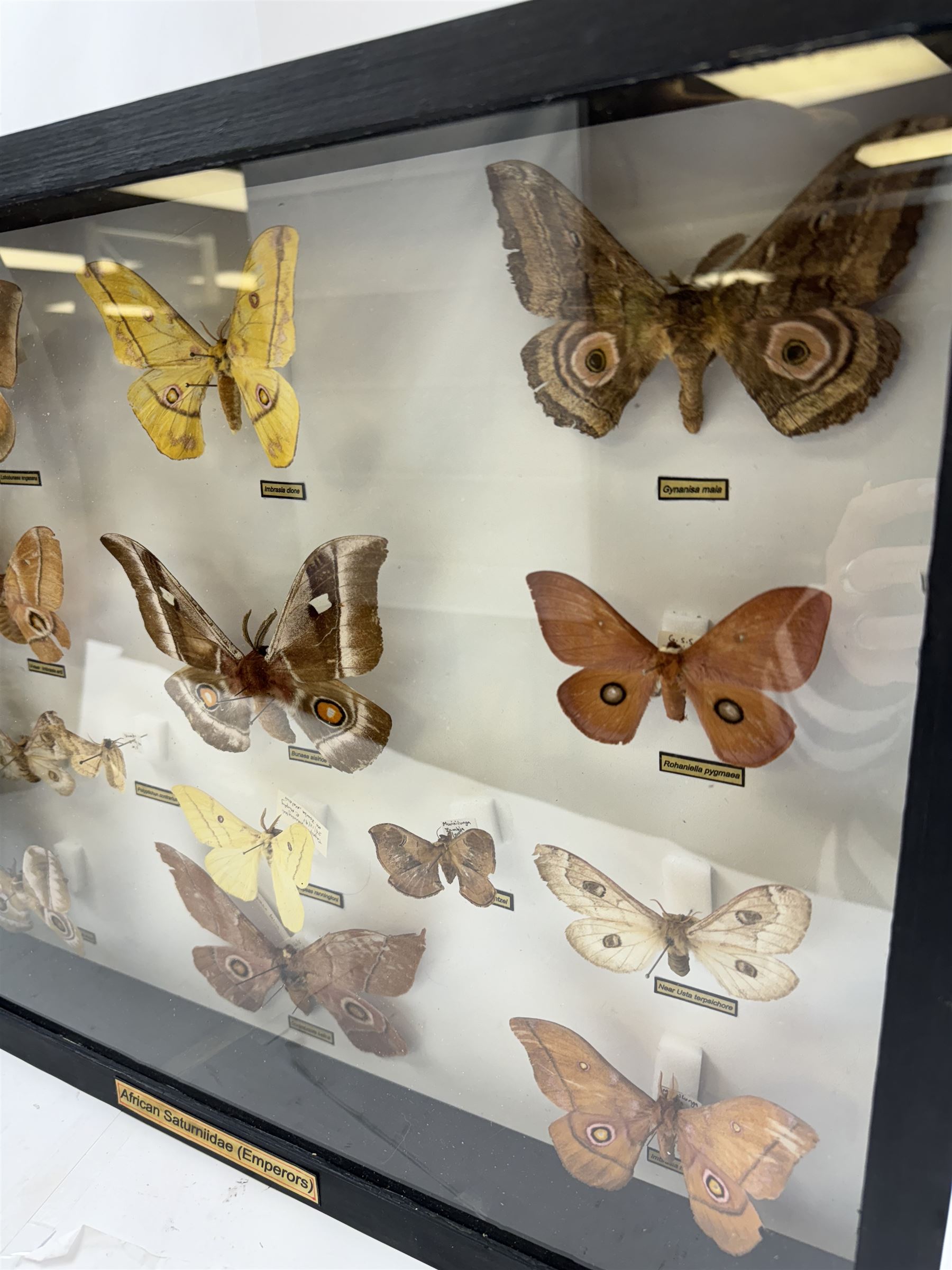 Entomology: Single glazed display of African Saturniidae (Emperors) moths, circa 20th century, single glazed display containing fourteen various specimens, some with attached data labels, all pinned upon foam backing and named labels, enclosed within a glazed ebonised display case, H39cm, L50cm