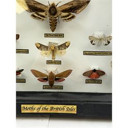 Entomology: Single glazed display of Moths of the British Isles, circa 20th century, single glazed display containing nineteen various specimens, including Privet Hawk moth, Puss moth, Lime Hawk moth, Elephant hawk moth, some with attached data labels, all pinned upon foam backing and named labels, enclosed within a glazed ebonised display case, H28cm, L38cm