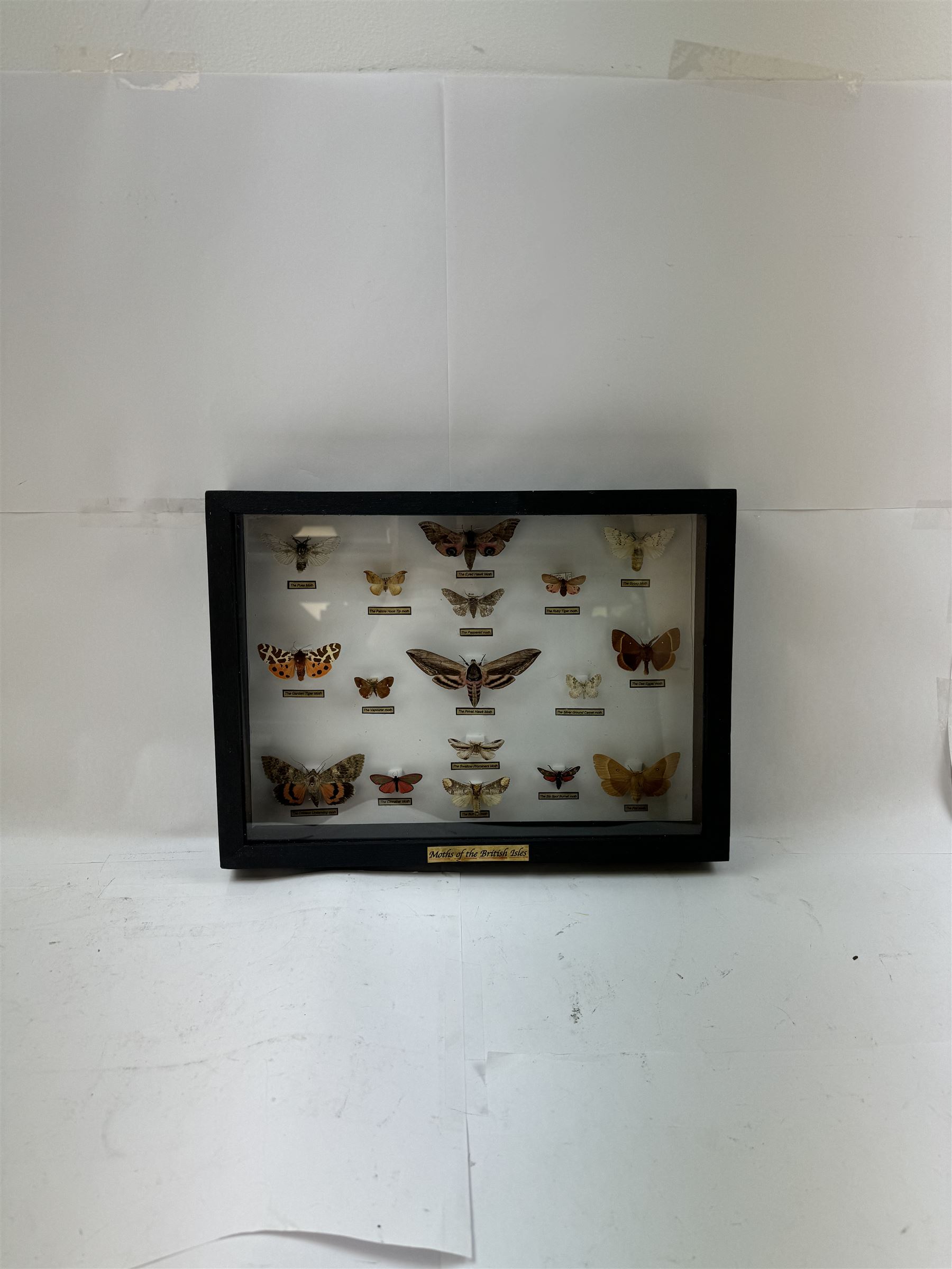 Entomology: Single glazed display of Moths of the British Isles, circa 20th century, single glazed display containing seventeen various specimens, including Privet Hawk moth, Eyed Hawk moth, Fox moth, some with attached data labels, all pinned upon foam backing and named labels, enclosed within a glazed ebonised display case, H28cm, L39cm