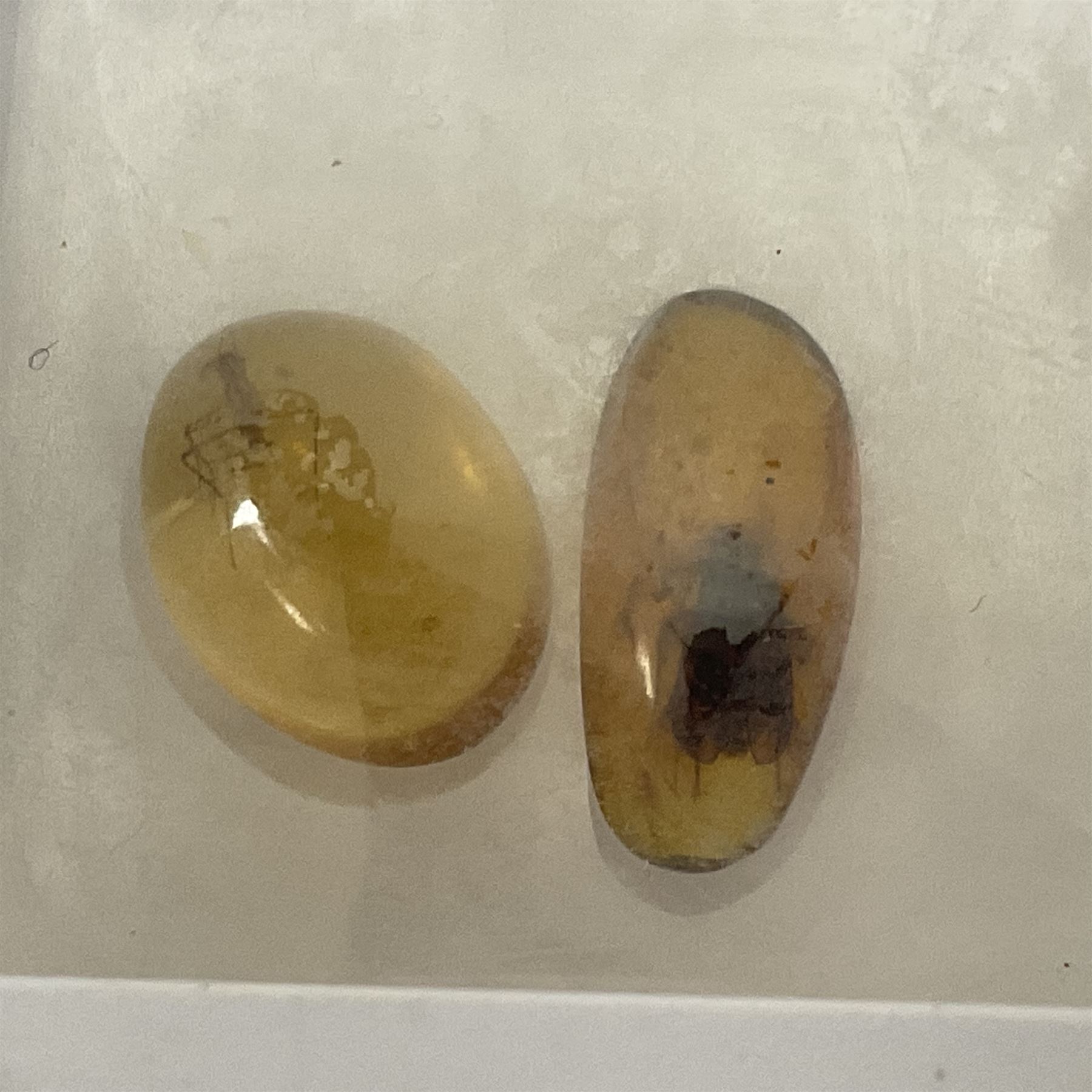 Seven polished amber samples, some with insect inclusions