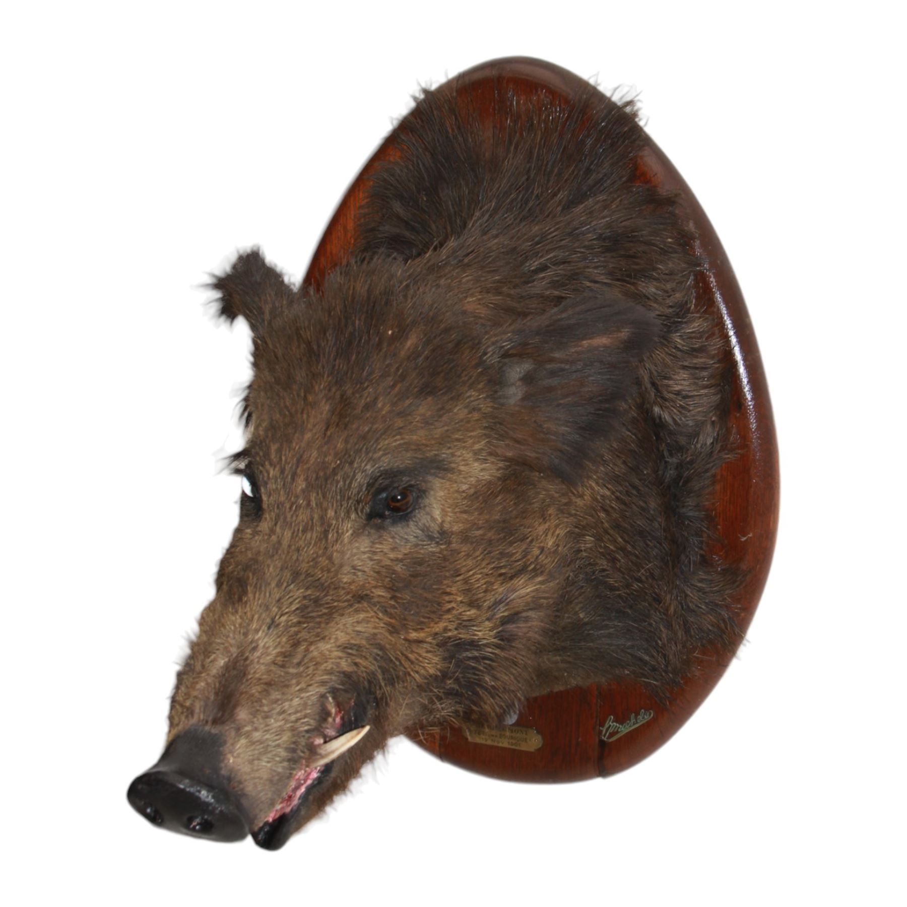 Taxidermy: European Wild Boar (Sus scrofa), adult male shoulder mount looking straight ahead mouth agape, mounted upon a wooden shield, the shield with brass plaque engraved Herbeumont (Tete ma Bourique) 19 Nov 1901, H66cm