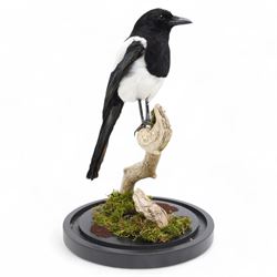 Taxidermy - Magpie (Pica Pica), full adult mount upon a branch in a naturalistic setting, enclosed within glass dome H52cm