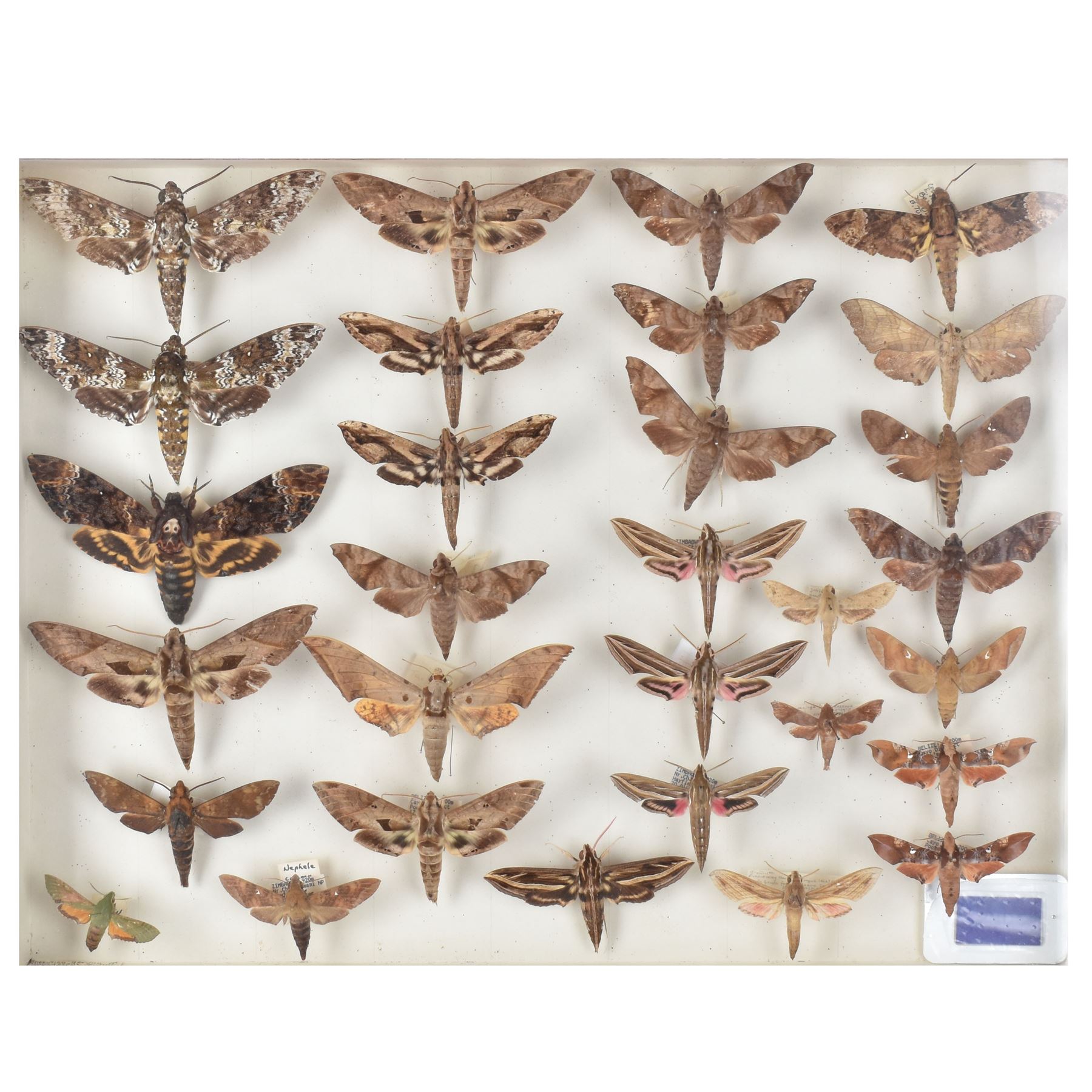 Entomology: Single glazed display of Hawk (Sphingidae) moths, circa 20th century, single glazed display containing thirty various specimens, maily with attached data labels, all pinned upon foam backing and named labels, enclosed within a glazed entomology drawer,  H35cm, L45cm