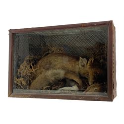 Taxidermy: Cased diorama Red Fox (Vulpes vulpes) with goat kit kill, full mount on a naturalistic ground, set against a patterned back board. H41cm, W61cm, D23.5cm