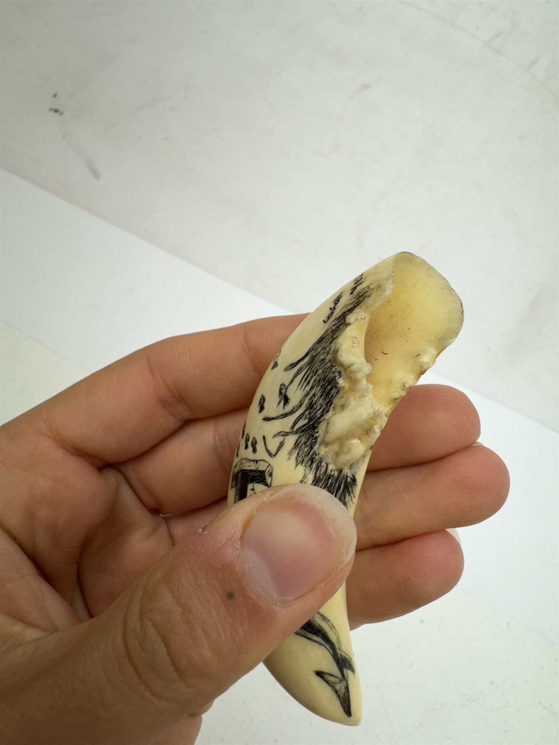 19th century scrimshaw whale tooth, depicting a hammerhead shark, L8cm