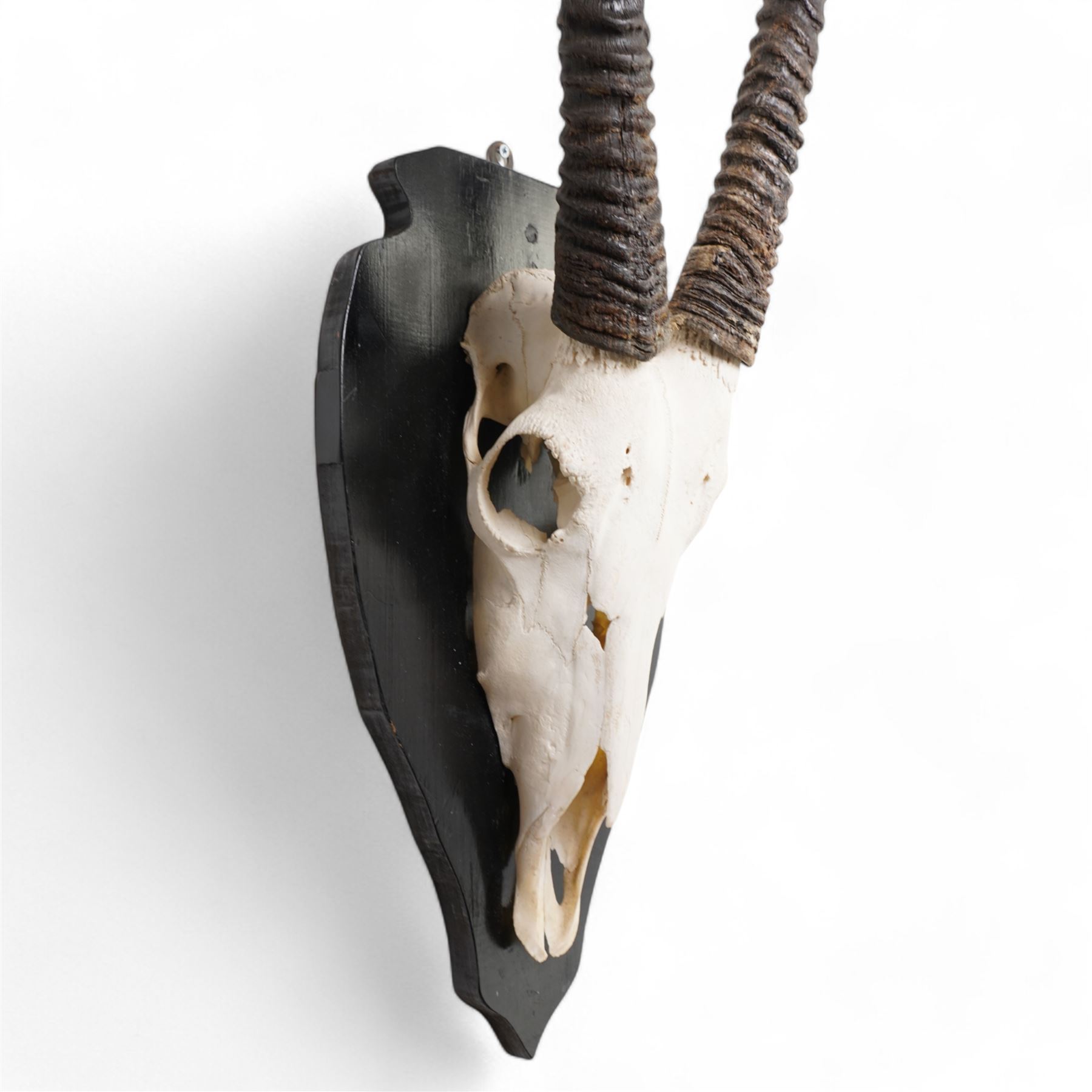 Antlers/horns: Pair of Oryx Gemsbok (Oryx Gazella) horns upon partial skull, mounted upon an ebonised wooden shield H125cm 