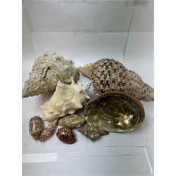 Conchology: collection of shells including Triton, Conch, abalone etc