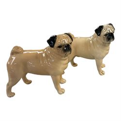 Pair of Beswick pug dogs, CH Cutmil Cupie