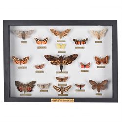 Entomology: Single glazed display of Moths of the British Isles, circa 20th century, singl...