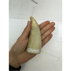 Two 19th century scrimshaw whale tooth, the first depicting a erotic scene, the second depicting Tom Paine, largest L11cm 