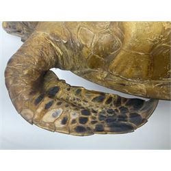 Taxidermy: Hawksbill Sea Turtle (Eretmochelys imbricata), juvenile full mount, beak to shell base, 40cm