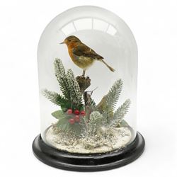 Taxidermy: European Robin (Erithacus Rubecula), full adult mount upon a branch in a natura...