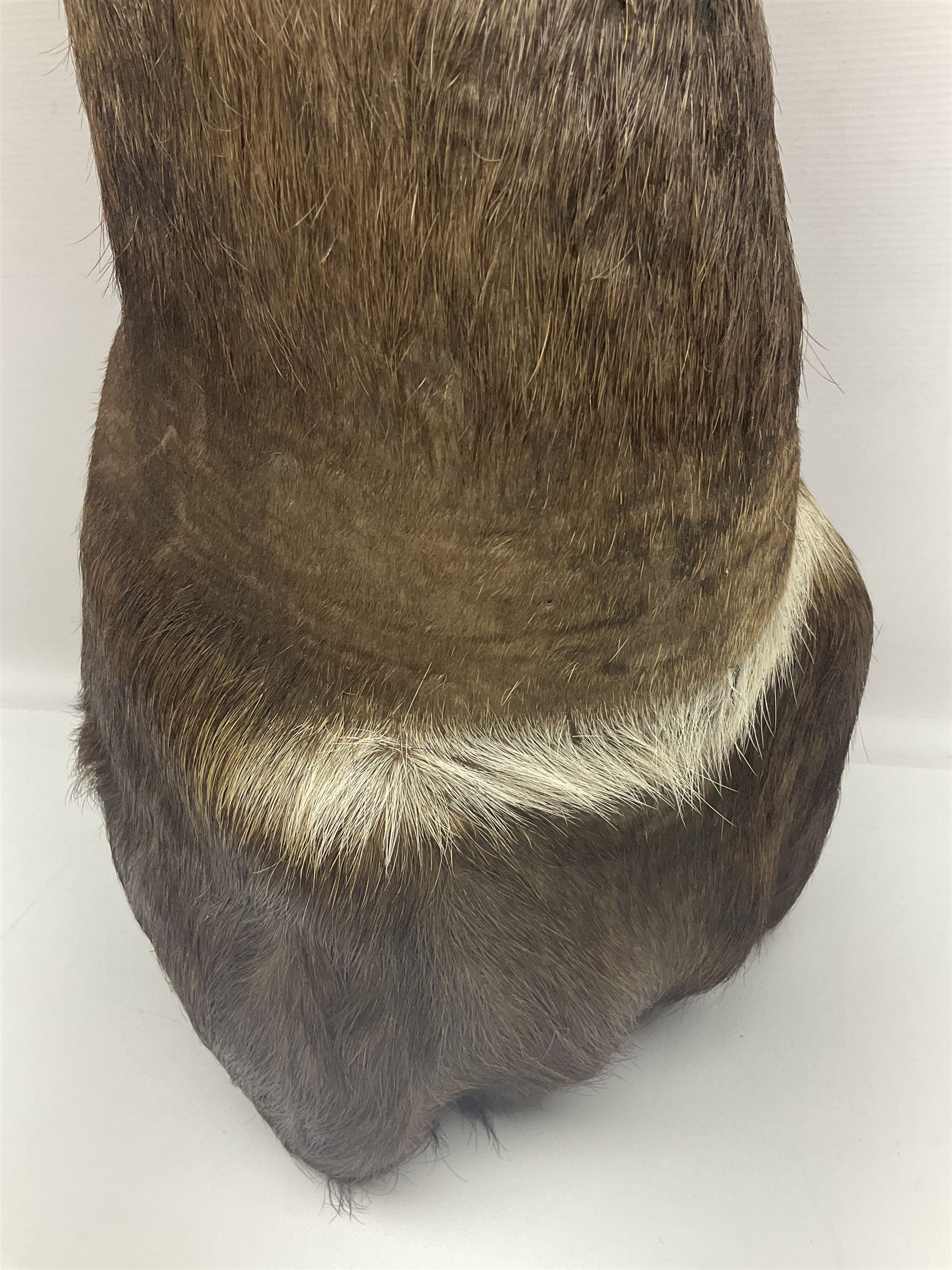 Taxidermy: Cape Bushbuck (Tragelaphus sylvaticus), an adult shoulder mount looking straight ahead, H80cm