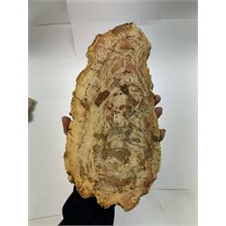 Pair of polished petrified wood specimen, sliced in cross-section and polished to both side to reveal an array of colours, texture to edges, H15cm, L30cm