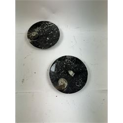 Pair of circular dishes with a raised goniatite and orthoceras and goniatite inclusions, age: Devonian period, location: Morocco, D11cm