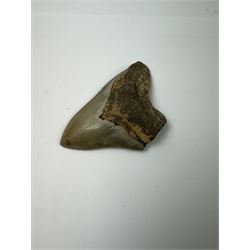 Large Megalodon (Otodus Megalodon) tooth fossil, with fine serrations age; Miocene period location; Java, Indonisia, H11.5cm, W9cm Notes; Believed to have grown as large as 18 metres, the Megalodon was the largest shark and one of the most dominant marine predators ever to have existed. It roamed the ancient seas for around 20 million years until their extinction around 3.6 million years ago. Megalodon teeth vary in colour and ton. influenced and coloured over the millennia by the conditions in which they are preserved