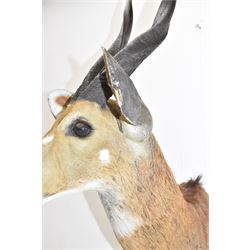 Taxidermy: Cape Bushbuck (Tragelaphus sylvaticus), an adult shoulder mount looking straight ahead, H78cm