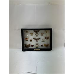 Entomology: Single glazed display of Moths of the British Isles, circa 20th century, single glazed display containing seventeen various specimens, including Privet Hawk moth, Eyed Hawk moth, Fox moth, some with attached data labels, all pinned upon foam backing and named labels, enclosed within a glazed ebonised display case, H28cm, L39cm