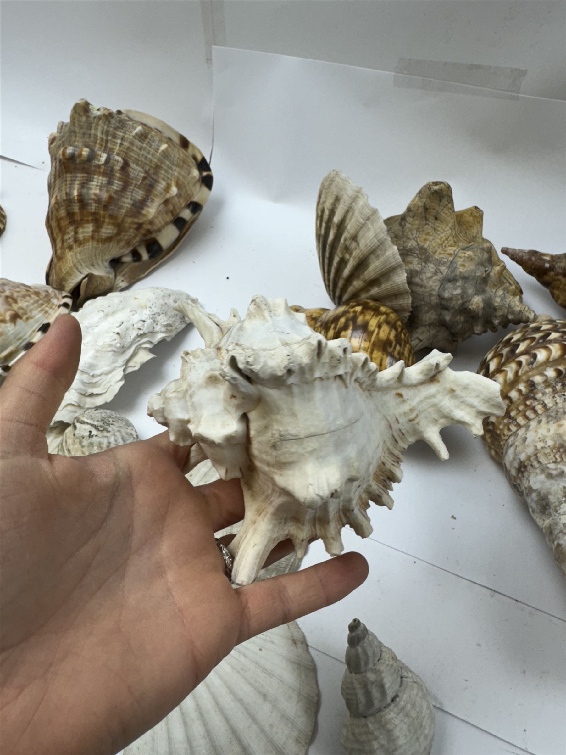 Conchology: selection of shells, including mother of pearl Turbo Marmaratus shell, Conch shells, Triton shell etc 