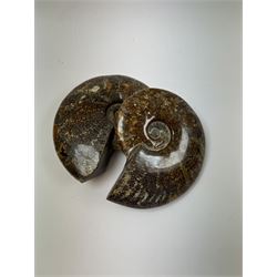 Two Cleoniceras ammonite fossils, with polished finish, age: Cretaceous period, location: Madagascar, D14cm