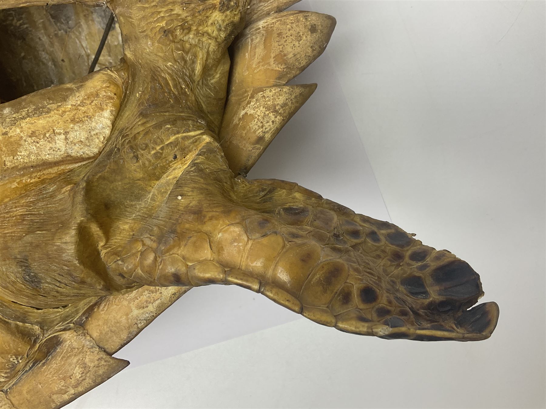 Taxidermy: Hawksbill Sea Turtle (Eretmochelys imbricata), juvenile full mount, beak to shell base, 40cm