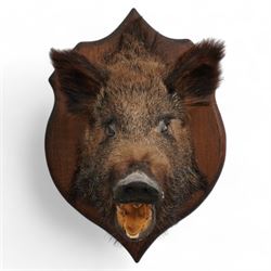 Taxidermy - Wild Boar (Sus Scrofa), adult female shoulder mount looking straight ahead upon an oak carved shield H60cm  