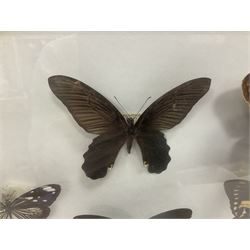 Entomology: Single glazed display of butterflies and moths, single glazed display containing twenty four specimens, including Papilip nireus, Papioio protenor, Morpho rhentenor, Vindula dejone etc, enclosed within a glazed entomology case, H50cm, W61cm