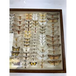 Entomology: Single glazed display of moths, circa 20th century, single glazed display containing one hundred and twenty two various specimens, mainly Arctidae (Tiger) moths, with attached data labels, all pinned upon foam backing and named labels, enclosed within a glazed entomology drawer,  H35cm, L45cm