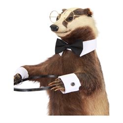 Anthropomorphic Taxidermy: European Badger (Meles meles) stick stand, full adult mount in standing pose, wearing glass, bowtie and cuffs, upon a rustic wooden base, H76cm  