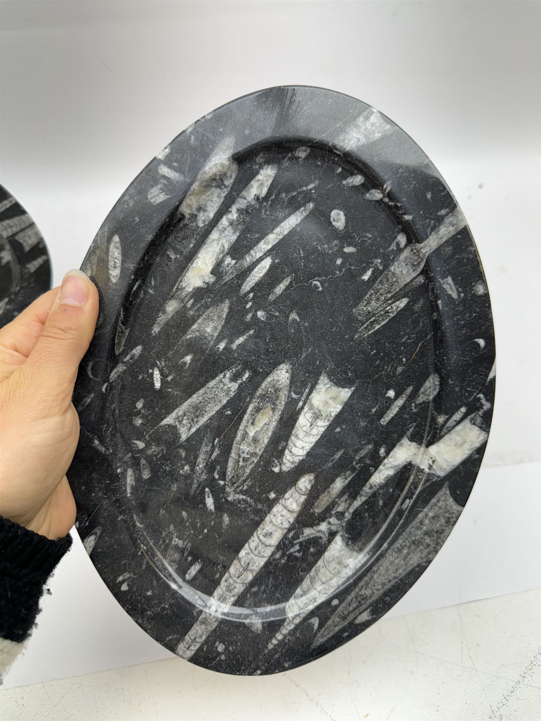 Pair of oval plates, each with Orthoceras and Goniatite inclusions, age: Devonian period, location: Morocco, L26cm, D19cm