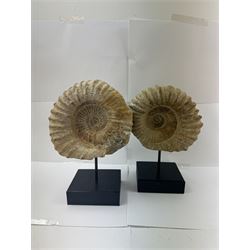 Pair of large ammonite fossil, mounted upon a rectangular wooden base, age; Cretaceous period, location; Morocco, H37cm