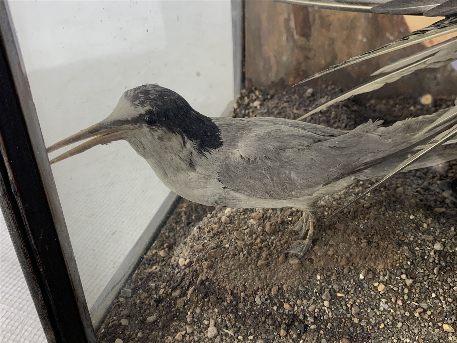 Taxidermy: Cased display of various Terns, full mounts, perched on a gravel ground and set against a shoreline painted back board. H38cm, W61cm, D28cm