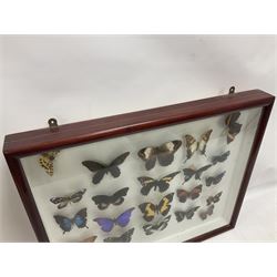 Entomology: Single glazed display of butterflies and moths, single glazed display containing twenty four specimens, including Papilip nireus, Papioio protenor, Morpho rhentenor, Vindula dejone etc, enclosed within a glazed entomology case, H50cm, W61cm