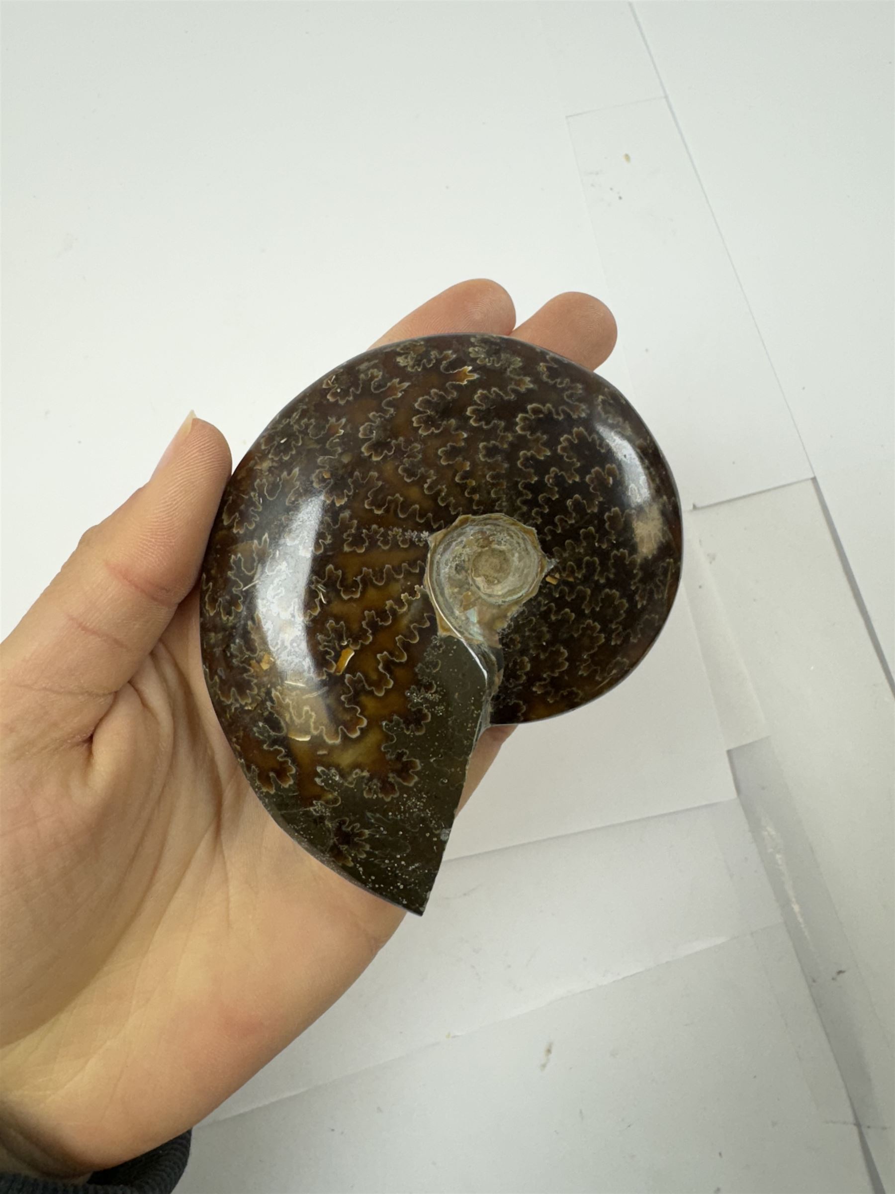 Two Cleoniceras ammonite fossils, with polished finish, age: Cretaceous period, location: Madagascar, D9cm