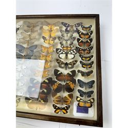 Entomology: Single glazed display of moths, circa 20th century, single glazed display containing sixty three various specimens, mainly Arctidae (Tiger) moths, some with attached data labels, all pinned upon foam backing and named labels, enclosed within a glazed entomology drawer, makers label to verso 'Product of J.J Hill & Son, London N.W.10', H35cm, L45cm