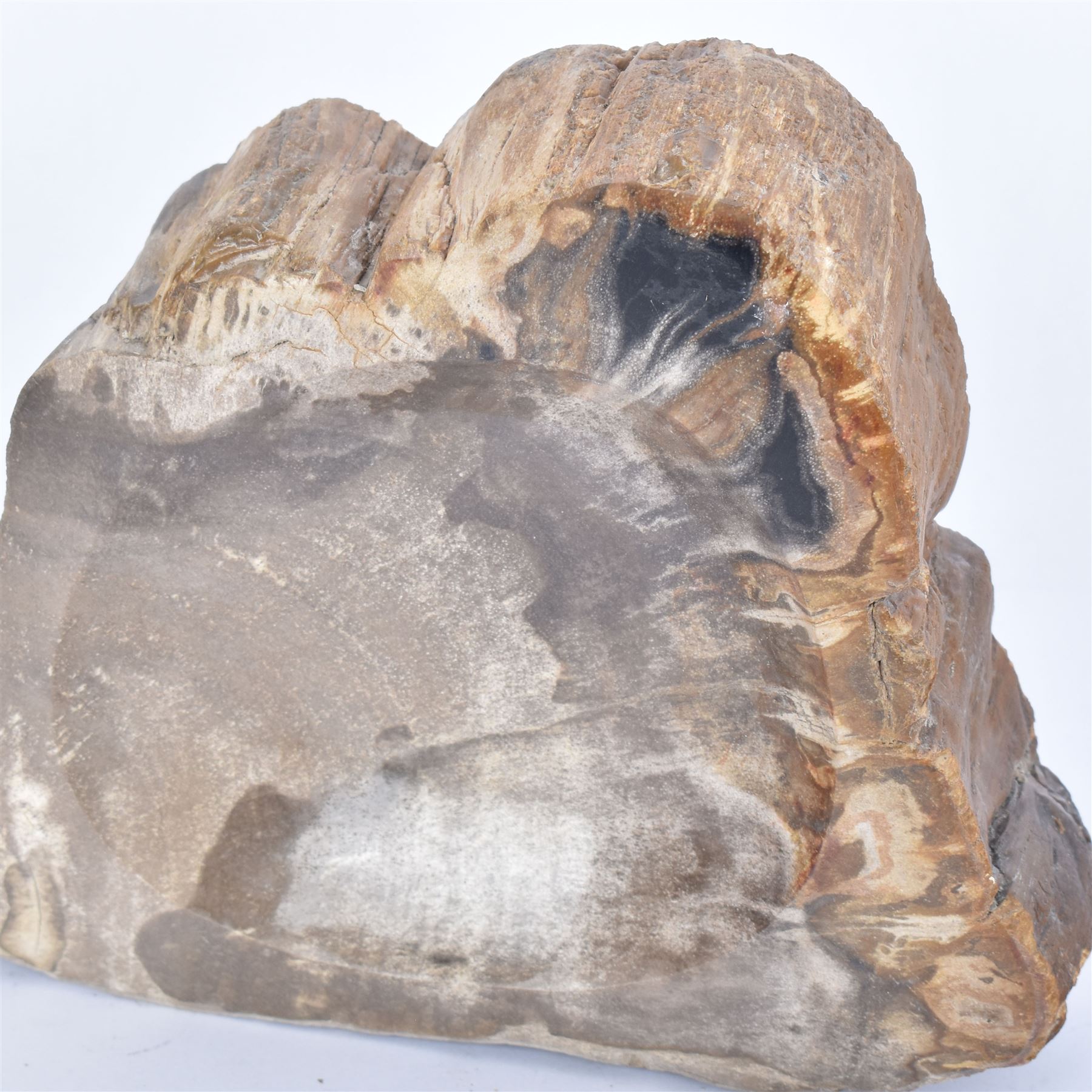 Polished petrified wood dish, some growth rings still visible, texture to edge, H5cm