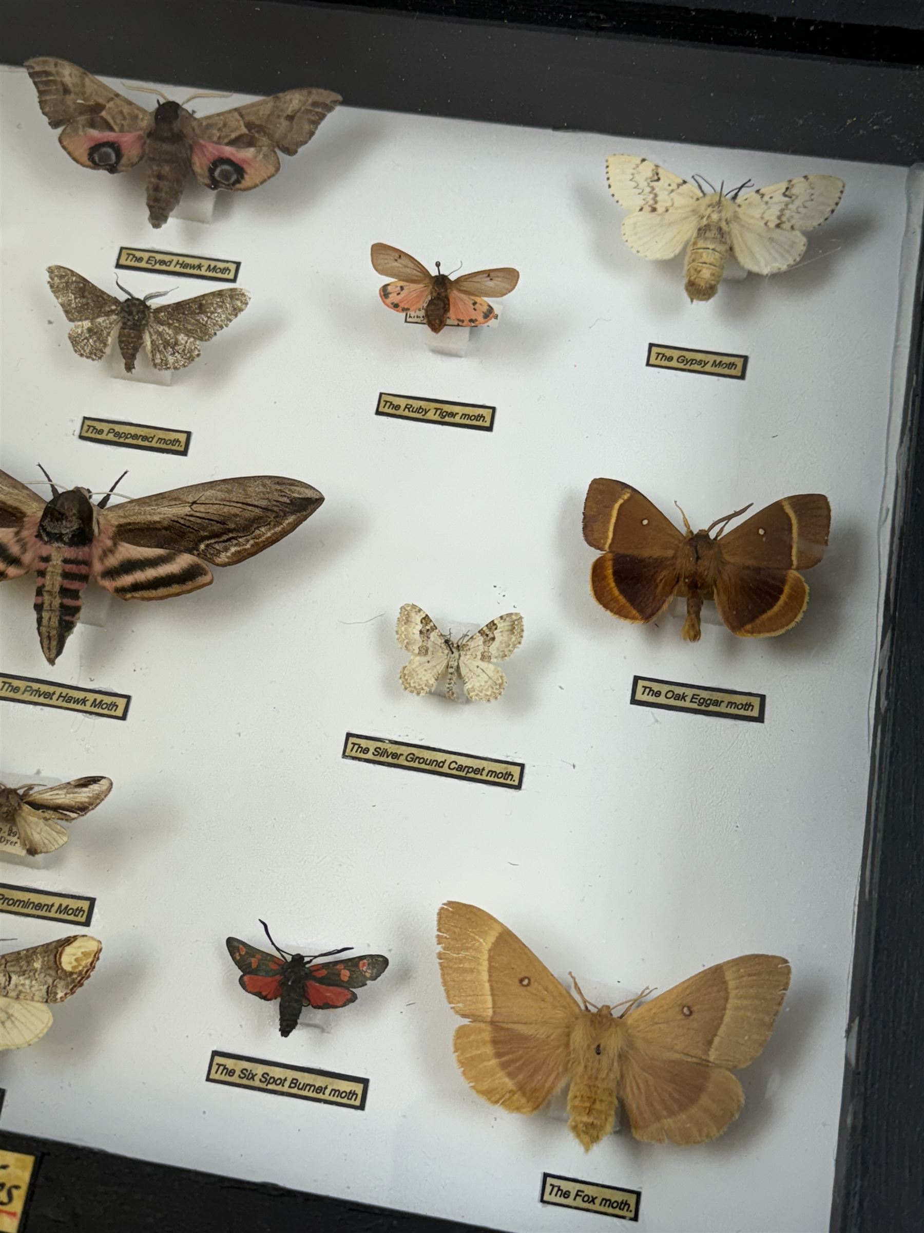 Entomology: Single glazed display of Moths of the British Isles, circa 20th century, single glazed display containing seventeen various specimens, including Privet Hawk moth, Eyed Hawk moth, Fox moth, some with attached data labels, all pinned upon foam backing and named labels, enclosed within a glazed ebonised display case, H28cm, L39cm