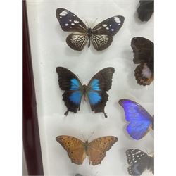 Entomology: Single glazed display of butterflies and moths, single glazed display containing twenty four specimens, including Papilip nireus, Papioio protenor, Morpho rhentenor, Vindula dejone etc, enclosed within a glazed entomology case, H50cm, W61cm