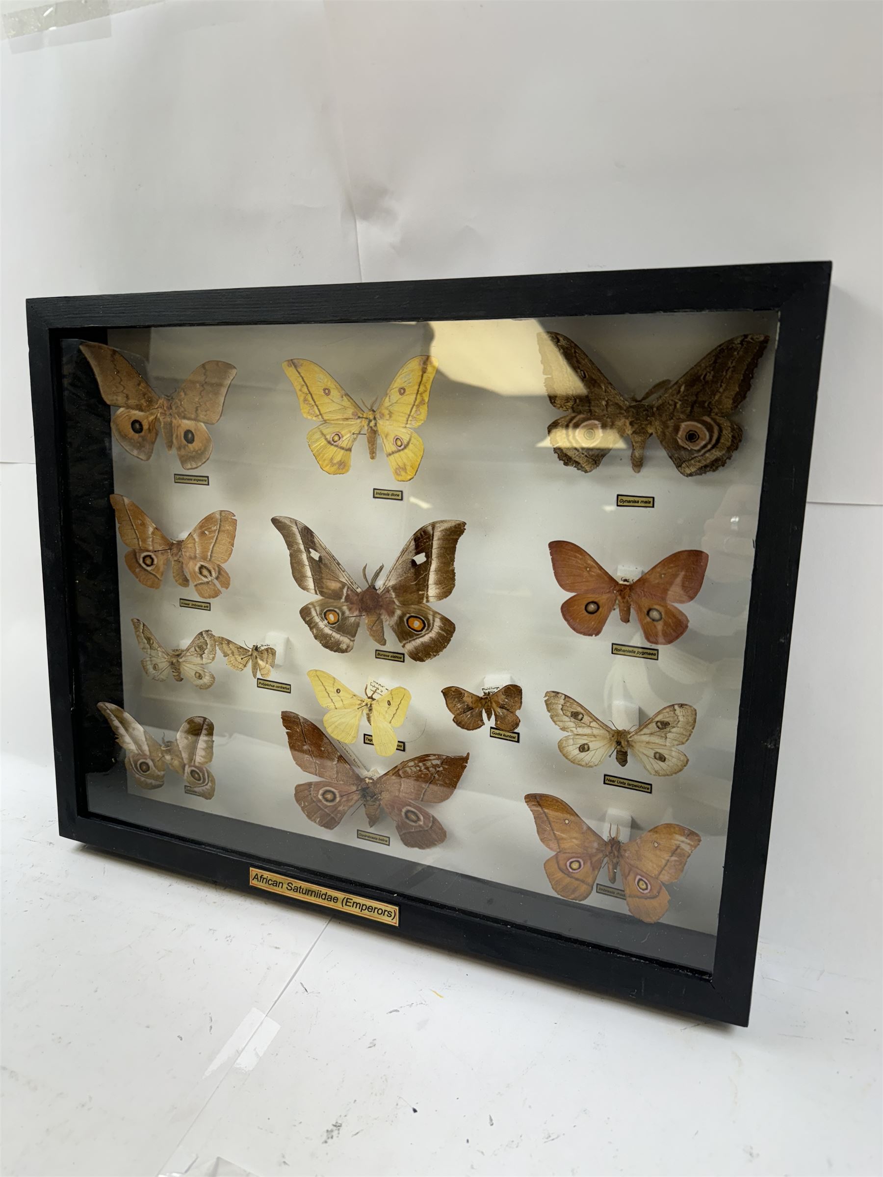 Entomology: Single glazed display of African Saturniidae (Emperors) moths, circa 20th century, single glazed display containing fourteen various specimens, some with attached data labels, all pinned upon foam backing and named labels, enclosed within a glazed ebonised display case, H39cm, L50cm