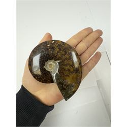 Two Cleoniceras ammonite fossils, with polished finish, age: Cretaceous period, location: Madagascar, D9cm