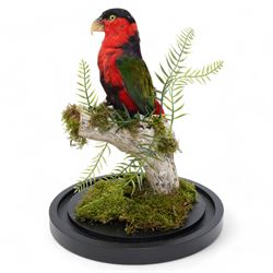 Taxidermy - Black-Capped Lory (Lorius Lory), full adult mount on branch in naturalistic setting by Gary Knight Taxidermy, enclosed within glass dome H40cm - UK Sale only 