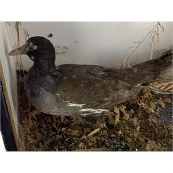 Taxidermy: Cased Moorhen (Gallinula chloropus) and female Mallard Duck (Anas platyrhynchos) and a cased group of British garden birds including Blue Tit, Coal Tit, Great Tit and Long Tailed Tit, both perched on naturalistic bases with painted back boards, in ebonised cases. H42cm, W56cm, D20cm and H46cm, W30cm, D12.5cm (2)