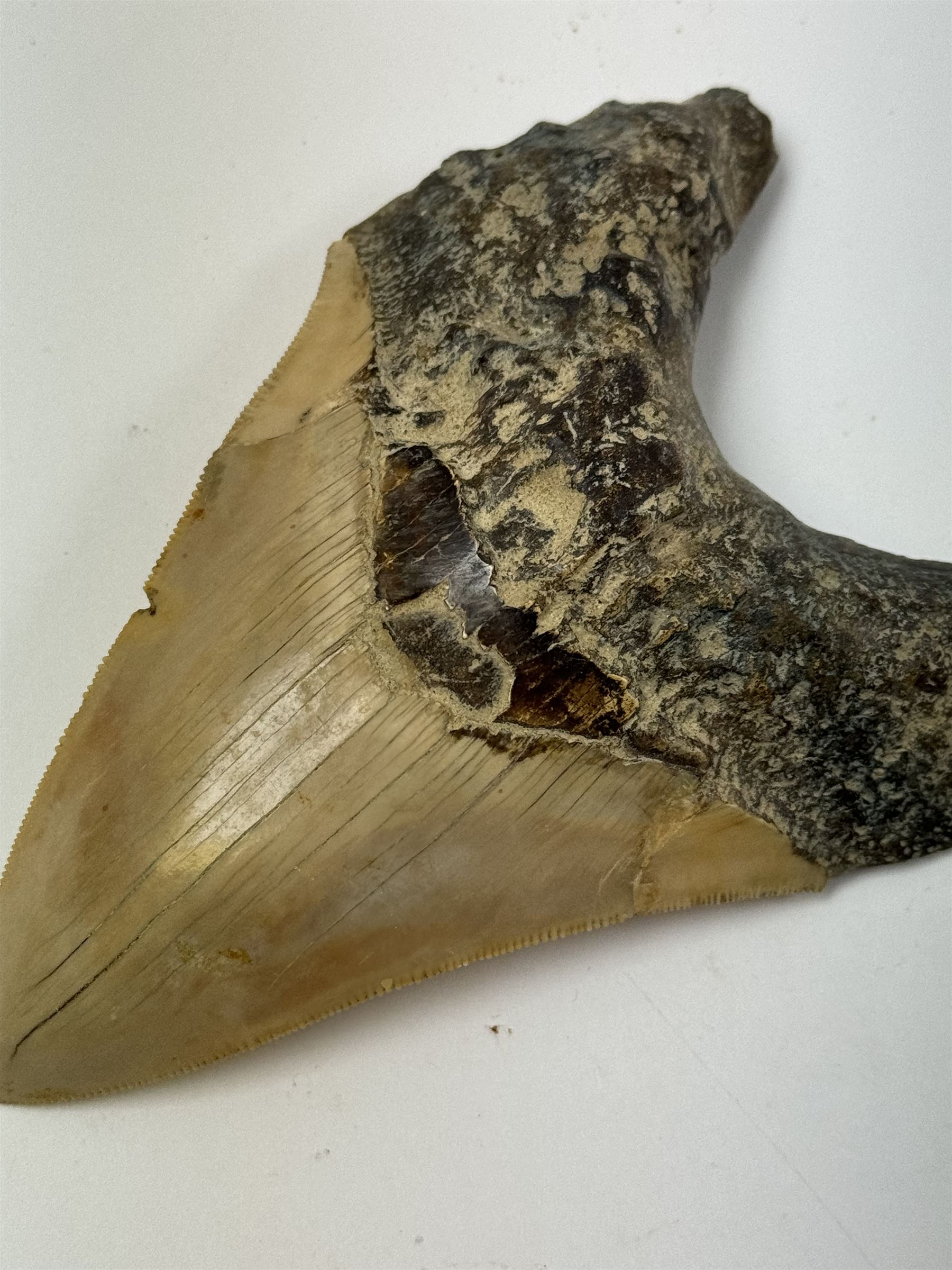 Large Megalodon (Otodus Megalodon) tooth fossil, with fine serrations, age; Miocene period location; Java, Indonisia, H13cm, W9cm 
Notes; Believed to have grown as large as 18 metres, the Megalodon was the largest shark and one of the most dominant marine predators ever to have existed. It roamed the ancient seas for around 20 million years until their extinction around 3.6 million years ago. Megalodon teeth vary in colour and ton. influenced and coloured over the millennia by the conditions in which they are preserved