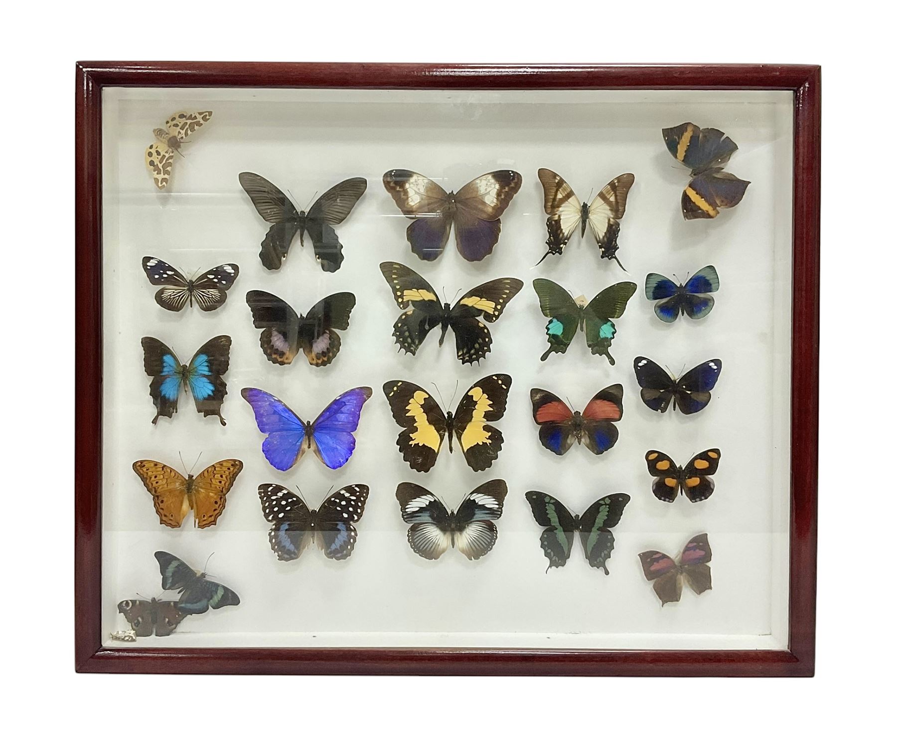 Entomology: Single glazed display of butterflies and moths, single glazed display containing twenty four specimens, including Papilip nireus, Papioio protenor, Morpho rhentenor, Vindula dejone etc, enclosed within a glazed entomology case, H50cm, W61cm