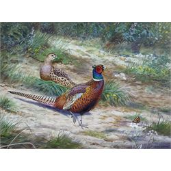 Richard Robjent (British 1937-): Pheasants and Butterfly, watercolour signed and dated '82, 25cm x 34cm