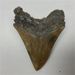 Large Megalodon (Otodus Megalodon) tooth fossil, with fine serrations in an unusually chocolate-colour age; Miocene period, H11.5cm, W9cm

Notes; Believed to have grown as large as 18 metres, the Megalodon was the largest shark and one of the most dominant marine predators ever to have existed. It roamed the ancient seas for around 20 million years until their extinction around 3.6 million years ago.  Megalodon teeth vary in colour and ton. influenced and coloured over the millennia by the conditions in which they are preserved