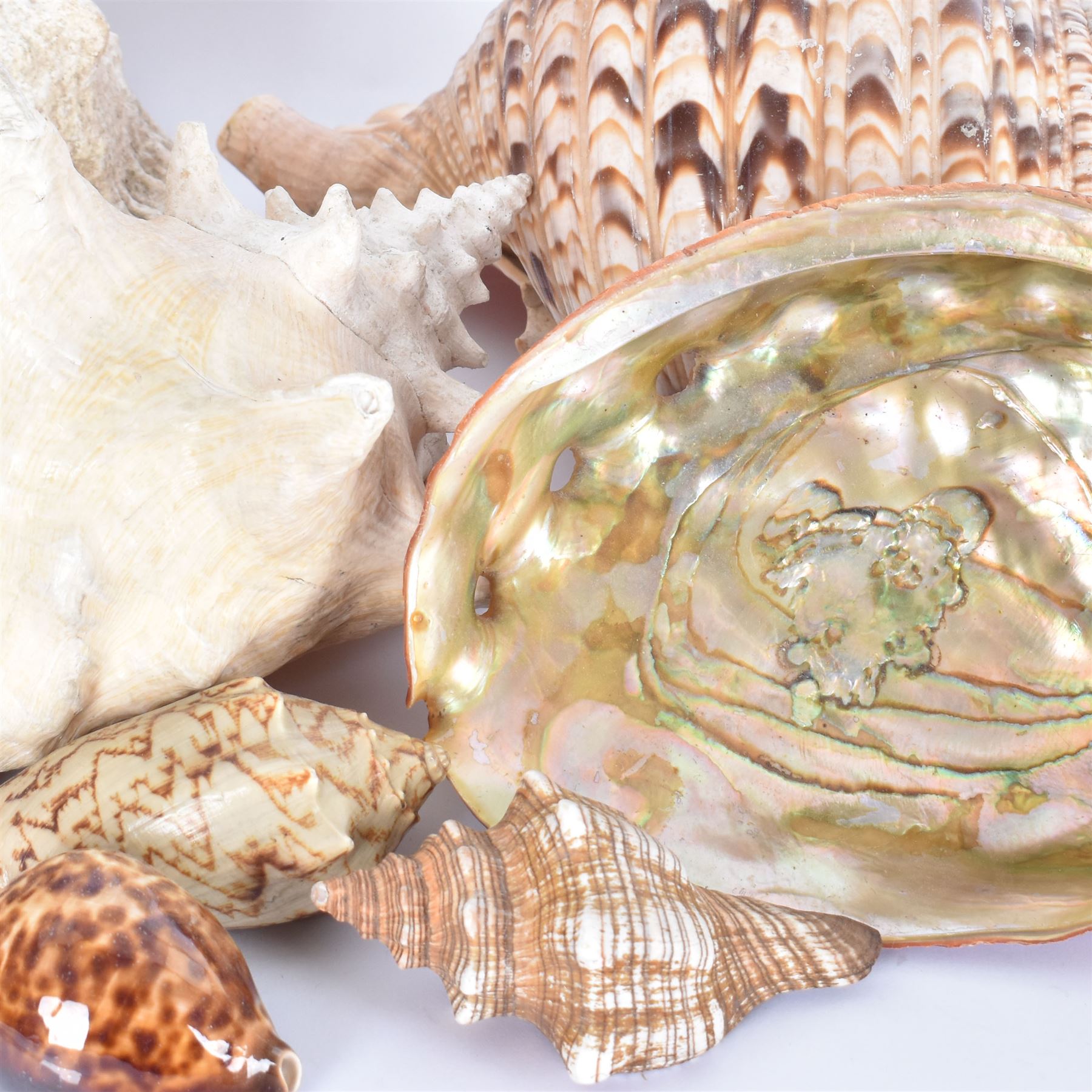 Conchology: collection of shells including Triton, Conch, abalone etc